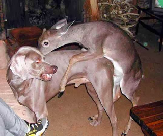 Illustration for article titled Deer are the dumbest animals on the planet! (NSFW)
